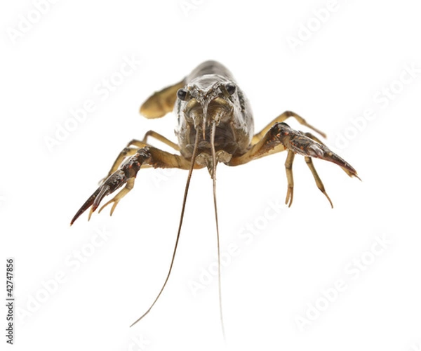 Fototapeta crayfish studio shoot a popular freshwater life