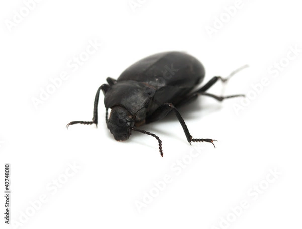 Obraz ground beetle