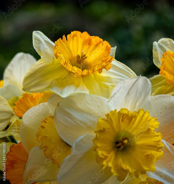 Fototapeta Close up of Spring Time Bouquet
