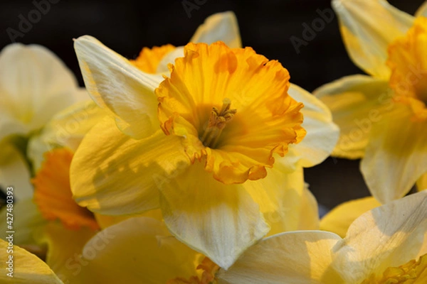 Fototapeta Close Up of Back-Lit Daffodil