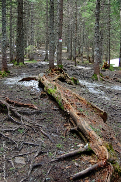 Obraz Fallen tree in pine tree forest