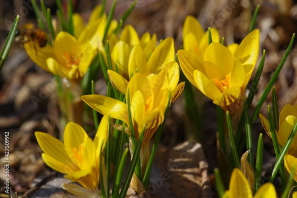 Obraz yellow crocuses in spring