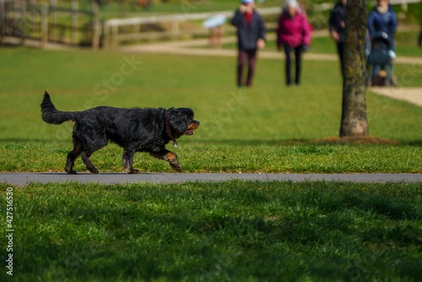 Obraz dog out for a walk