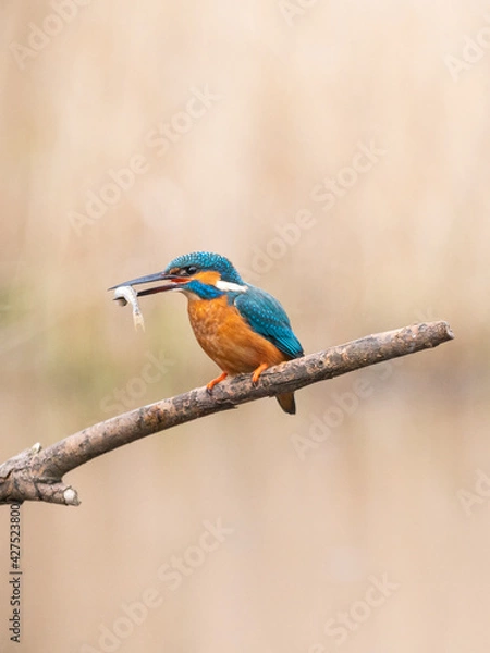 Fototapeta Kingfisher with a fish on a branch