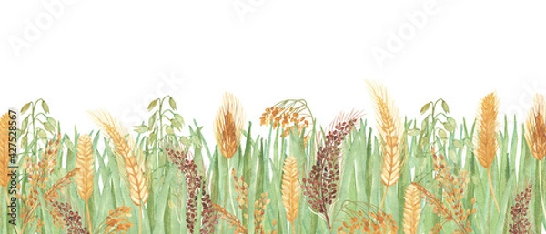 Fototapeta Watercolor hand painted nature field plants banner composition with green grass texture and brown yellow ear cereals bouquet on the white background for design elements and cards