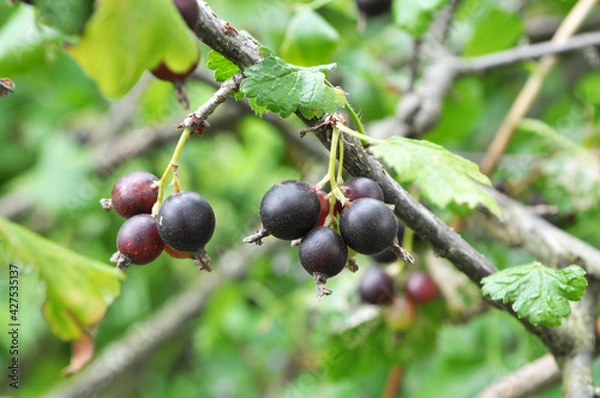 Fototapeta On the branch are ripe berries of Yoshta