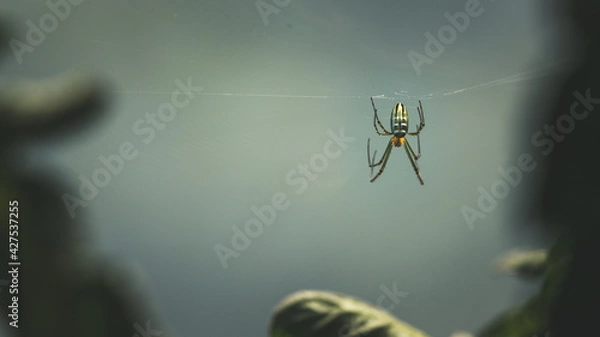 Obraz Areignée sur sa toile