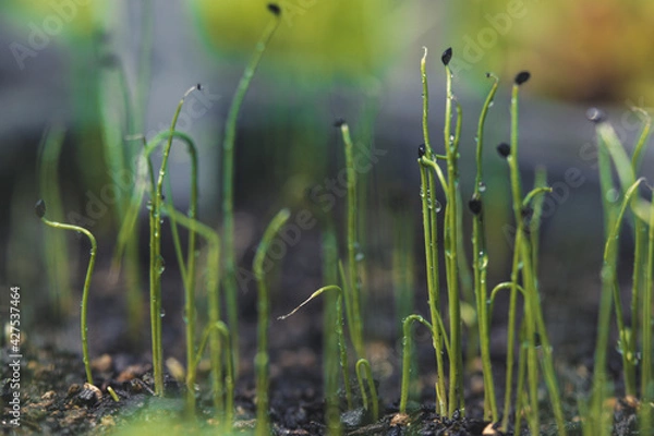 Obraz Germination de petites graines