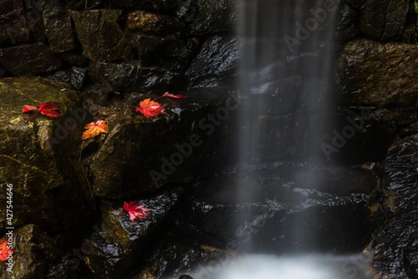 Obraz waterfall in the forest