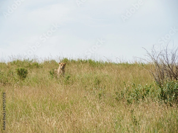 Obraz Maasai Mara National Reserve, Kenya, Africa - February 26, 2020: Lioness resting in tall grass of Maasai Mara Game Reserve in Kenya, Africa
