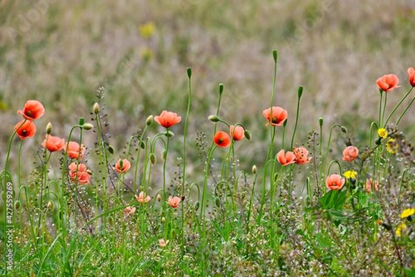 Obraz 野原のポピーの花の群生