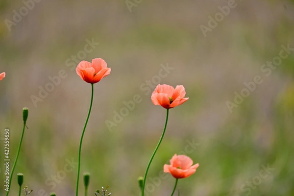 Obraz 野原のポピーの花