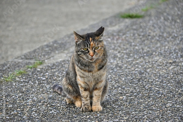 Obraz 地面に座ってこちらを見ているキジトラ猫