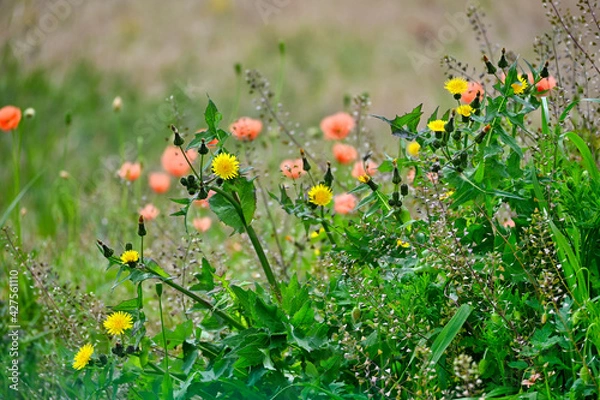 Obraz 赤いポピーの花を背景にした黄色のノゲシの花