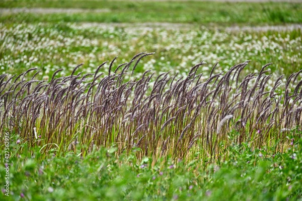 Obraz チガヤの紫色の花
