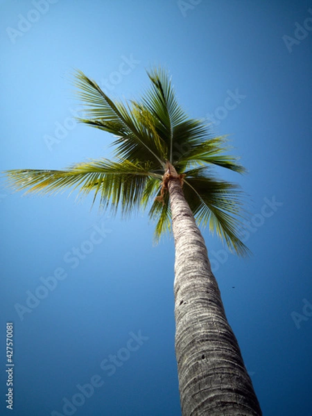 Obraz Palm tree receiving the sun in the middle of the day