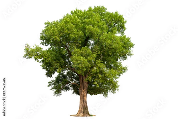 Fototapeta Isolated green tree on white background, Trees isolated on white background, tropical trees isolated used for design, advertising and architecture.
