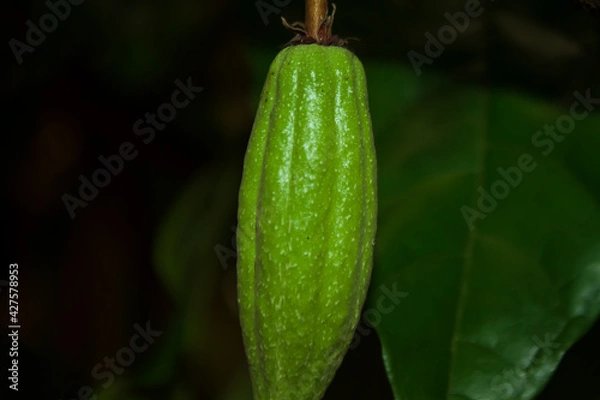 Obraz light brown fruit