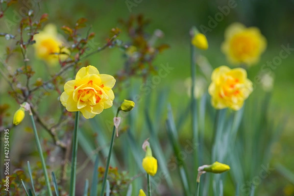Fototapeta Daffodils flowers. Close up details of this beautiful plants of the spring season. Beautiful view.