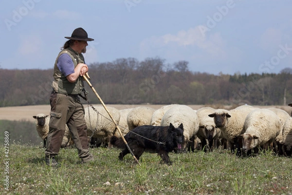 Obraz Schäfer mit Hütehund