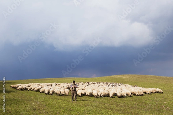 Fototapeta Shepherd i Herd