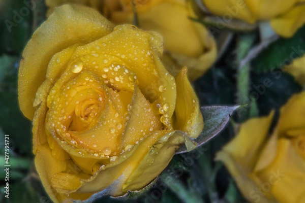 Fototapeta Rose mit Wassertropfen