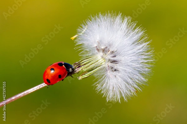 Fototapeta Tiny red ladybug on dandelion flower