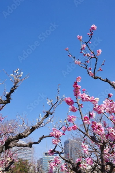 Obraz 大阪城公園梅林の梅の花