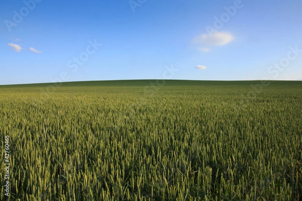 Fototapeta Rolling green wheat field with clear blue sky
