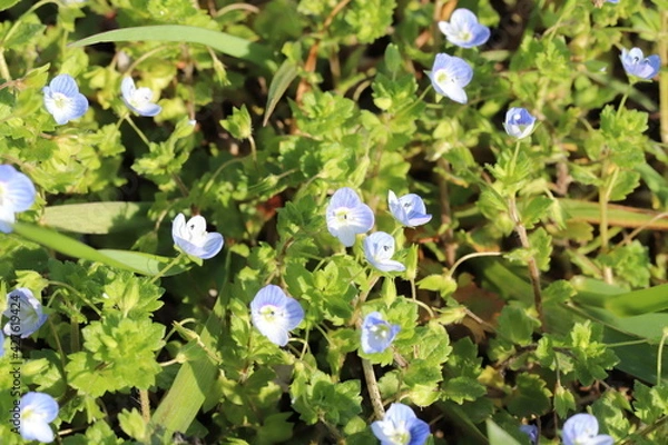 Obraz 早春の野原に咲くオオイヌノフグリの青い花