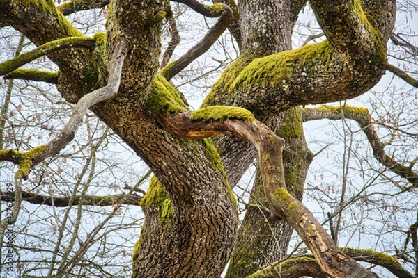 Obraz Äste einer knorrigen Eiche mit Moos