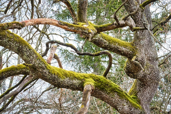 Obraz Äste einer knorrigen Eiche mit Moos