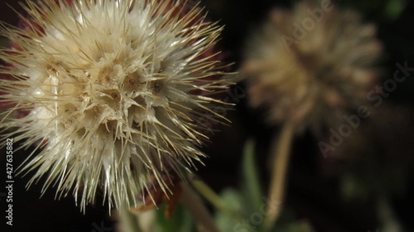 Obraz flower pompadour