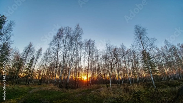 Fototapeta Sunset in the forest