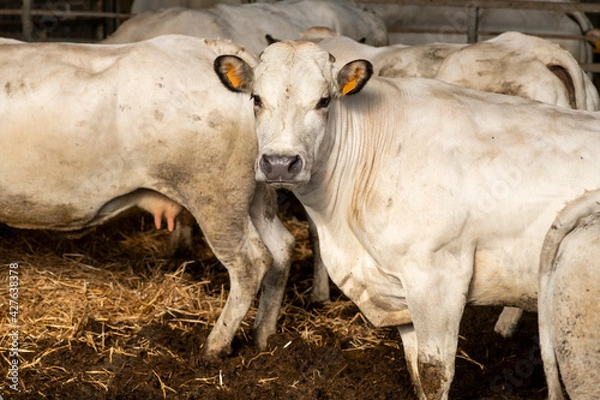 Fototapeta White Piedmontese breed cows in the stable