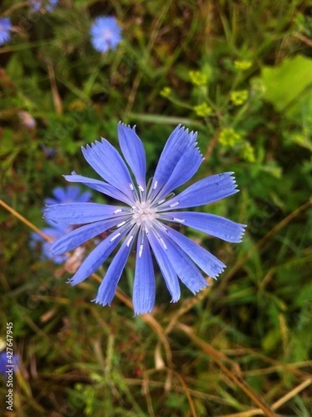Obraz blue flower