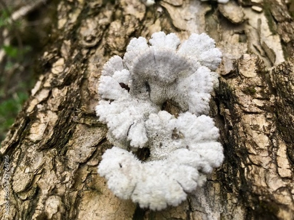 Obraz lichen on tree