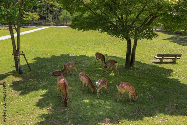 Obraz 奈良公園の木陰で草を食む鹿の群れ