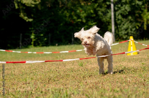 Obraz little dog jumping agility 