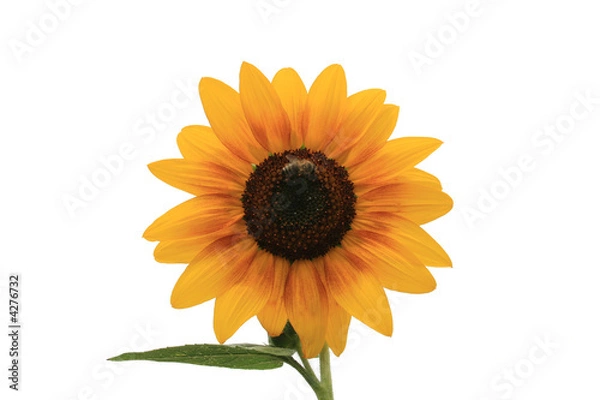 Fototapeta Sonnenblume freigestellt