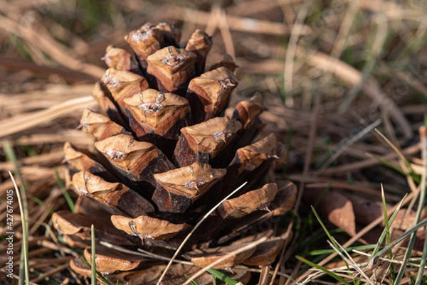 Obraz pine cone on the ground