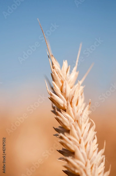 Fototapeta grain field