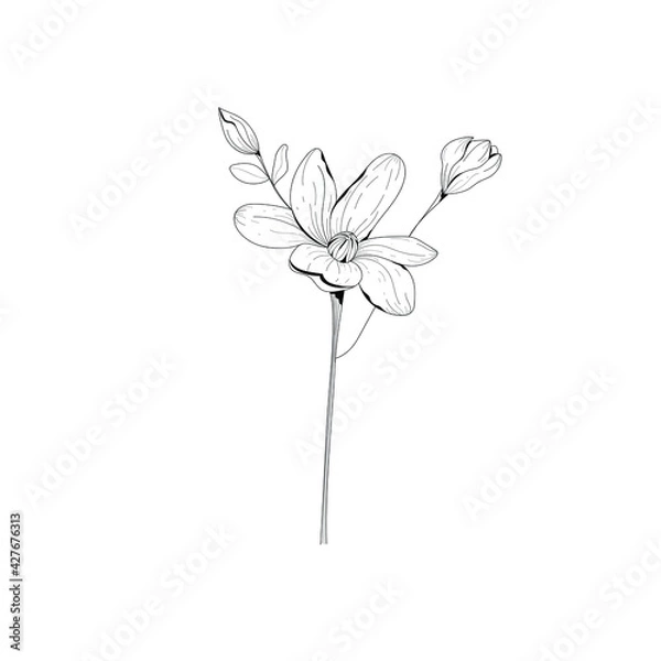 Obraz Botanical illustration. Botanical flower. Vector black and white illustration