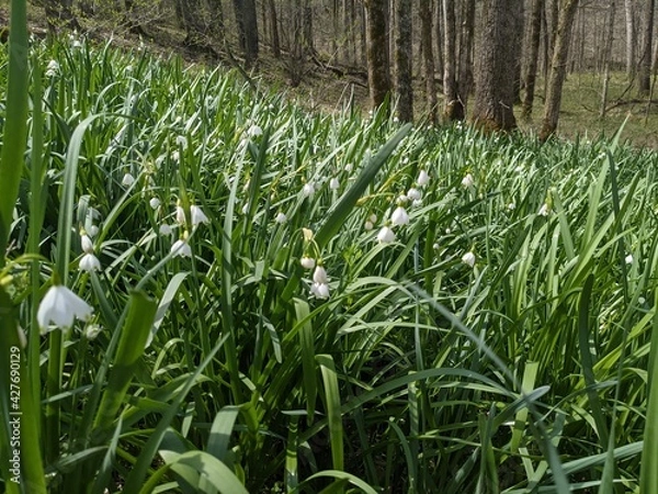 Obraz snowdrops in spring