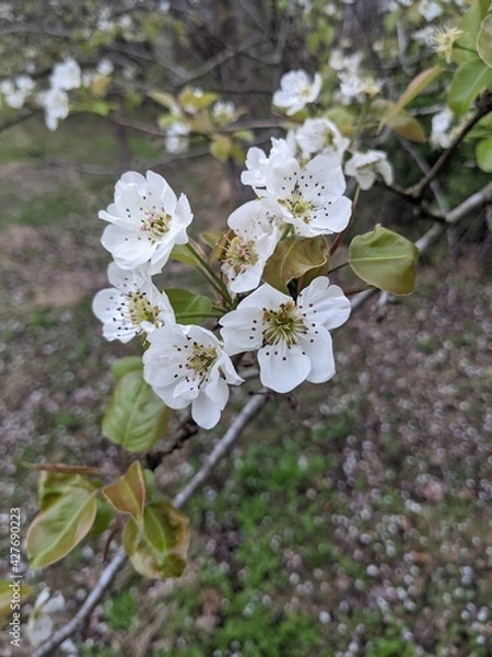 Obraz apple tree blossom