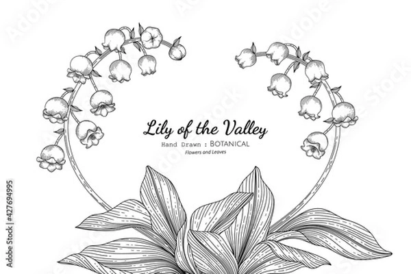Fototapeta Lily of the valley flower and leaf hand drawn botanical illustration with line art.