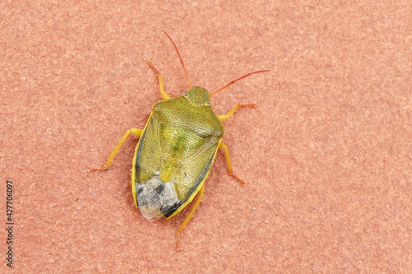 Fototapeta Piezodurus lituratus stink bug insect of intense yellowish green color, with reddish dots and antennae perched on a twig or the ground reddish background