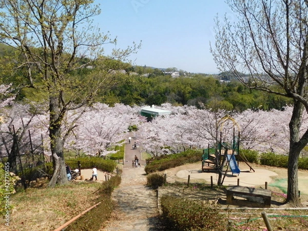 Obraz 桜が咲く摂津峡公園(大阪府高槻市で2021年3月撮影)