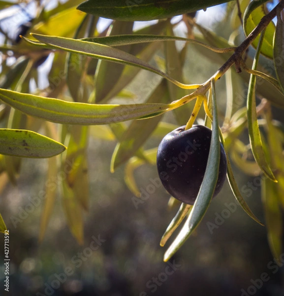 Obraz Oliwka