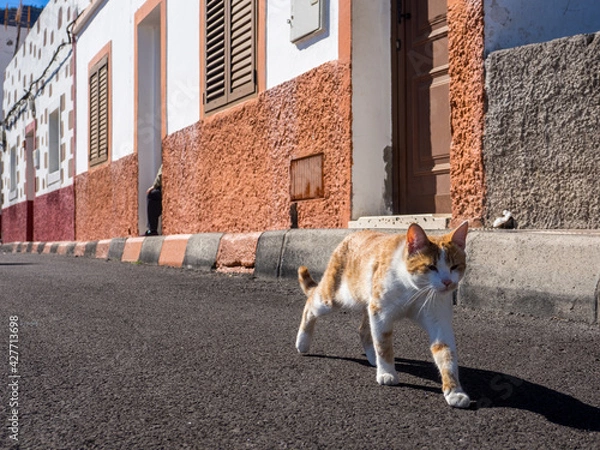 Obraz Kot, Gran Canaria